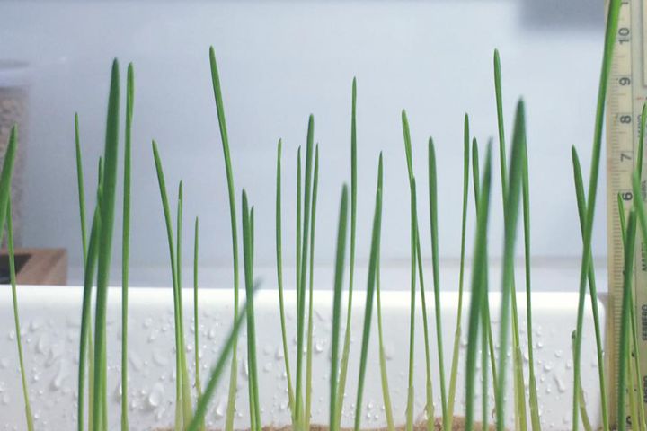 Campaña invierno 2016 en BIOCEN