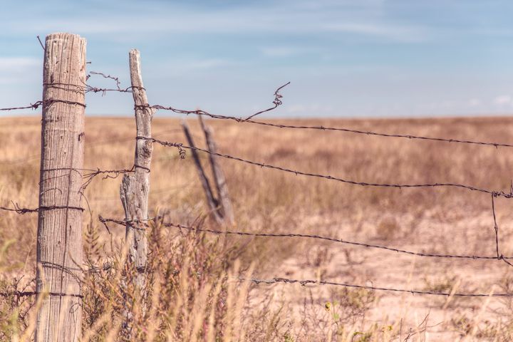 Calidad de los granos para la siembra